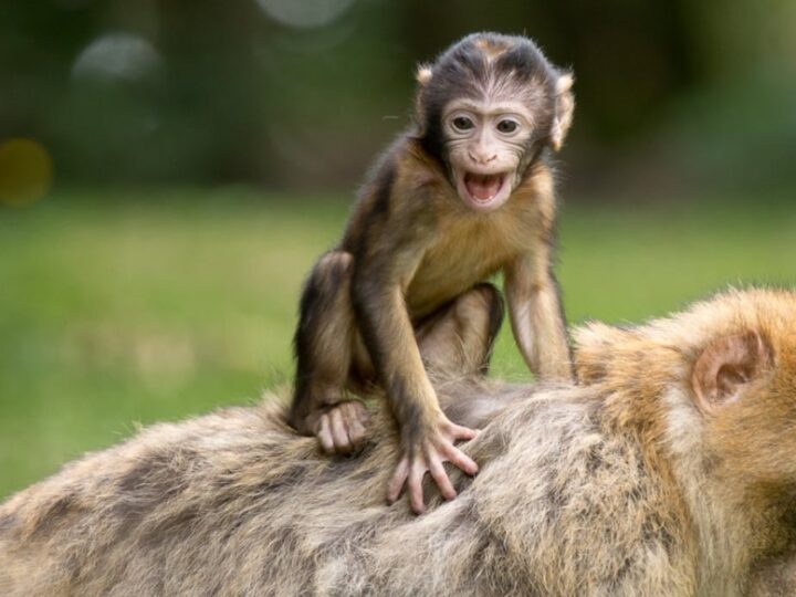 Zarząd Rozbudowy Miasta w Warszawie planuje ekspansję małpiarni w miejskim zoo