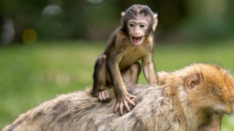 Zarząd Rozbudowy Miasta w Warszawie planuje ekspansję małpiarni w miejskim zoo