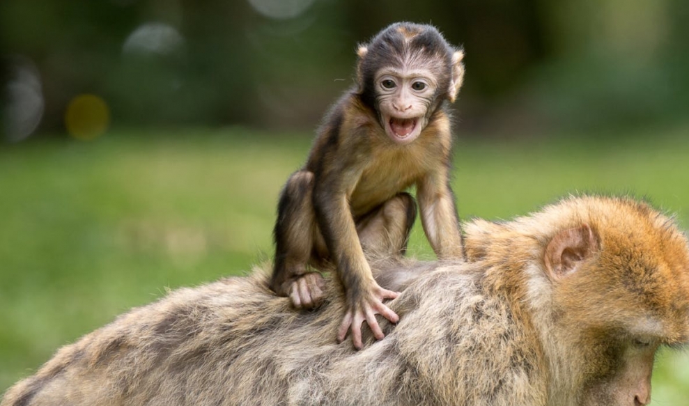 Zarząd Rozbudowy Miasta w Warszawie planuje ekspansję małpiarni w miejskim zoo