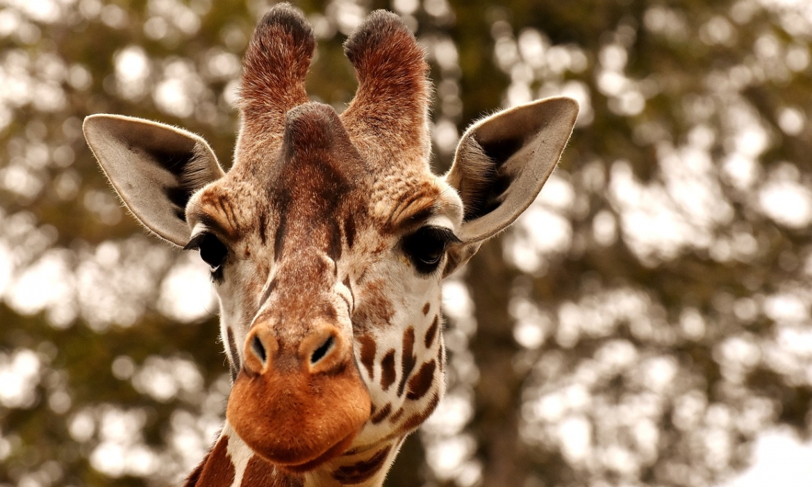 Pierwsze kroki małej żyrafy Pietruszki w warszawskim ZOO